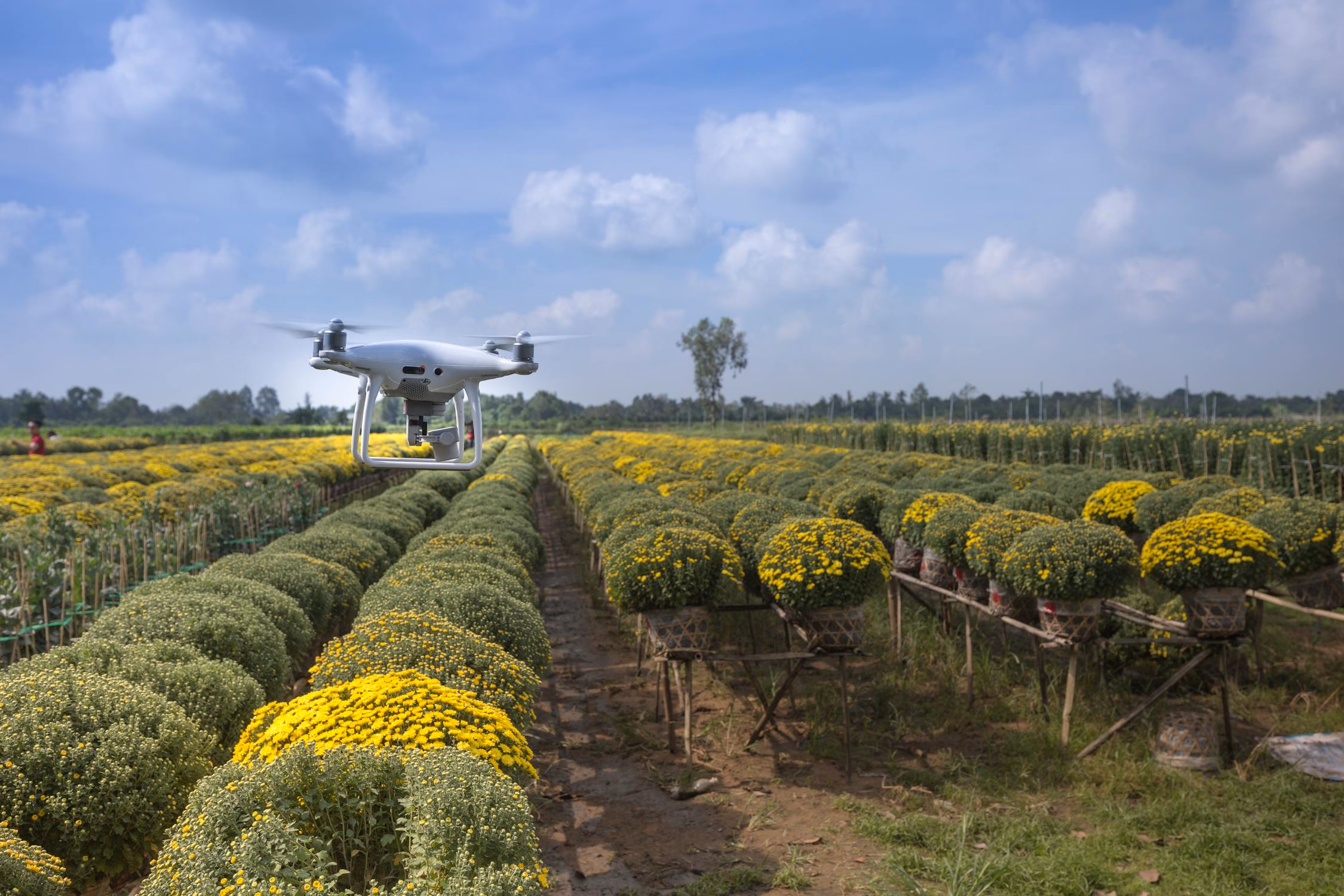 Les nouvelles technologies vont probablement complètement bouleverser notre façon de faire de l'agrilculture drone au dessus des fleurs